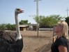 Страусиная ферма в Тенерифе, Канарские острова, Мясо страуса ресторан, Мясо страуса на продажу, Мясо страуса оптовик, Granja de avestruces