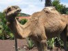 CAMELLO CENTER EN EL TANQUE, TENERIFE NORTE Excursiones en Camello en Tenerife, Paseos en Camello en El Tanque, Restaurante típico Canario, Celebraciones, fiestas,