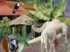 OASIS DEL VALLE, Paseos en camello en La Orotava, Parque faunístico, Botánico, Restaurante - La Orotava, Tenerife Norte, Reserva de fauna canaria, Paseos en Pony, Parque temático de costumbres y tradiciones canarias