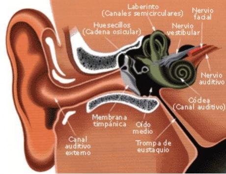 GABINETE OTORRINOLARINGOLÓGICO EN SANTA CRUZ DE TENERIFE,  LUIS BETANCOR MARTÍNEZ Y JOSÉ ANTONIO GARVAJAL GARCÍA TALAVERA médicos especialistas otorrinolangología, nariz, garganta, oídos, cirugía del cuello, tratamiento de ronquidos